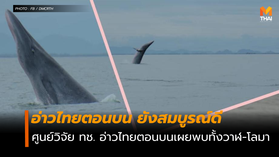 วาฬ อ่าวไทยตอนบน