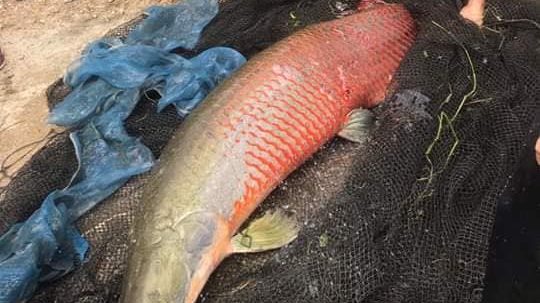 ข่าวจังหวัดลำปาง ข่าวสดวันนี้ ปลาช่อนอเมซอน