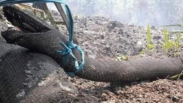 ข่าวสดวันนี้ งูยักษ์ ไฟป่าอินโดนีเซีย