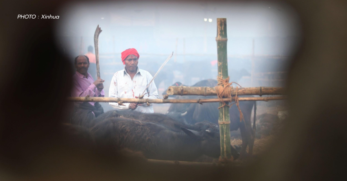 Gadhimai บูชายัญ อินเดีย เทศกาลคฒิมาอี