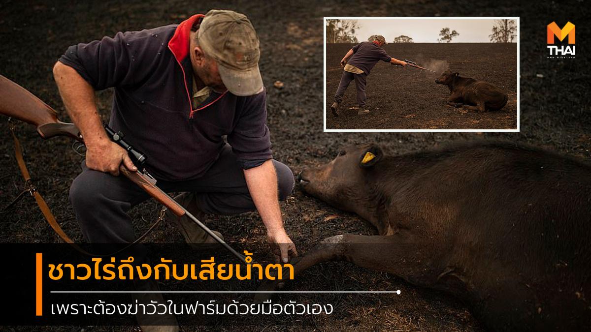 Australia cow farmer NSW รัฐนิวเซาท์เวลส์ วัว ออสเตรเลีย ไฟป่า