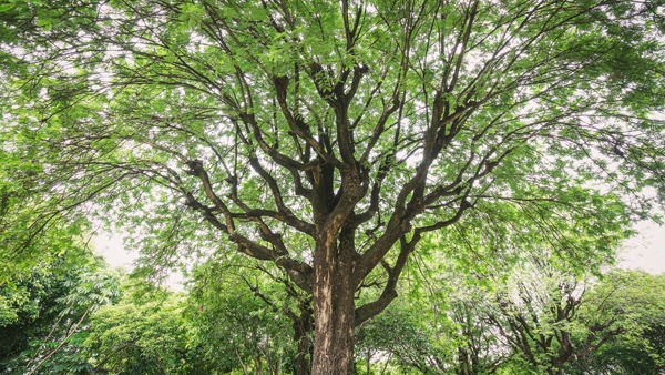 ไม้ยืนต้น ไม้ยืนต้นขอสินเชื่อ