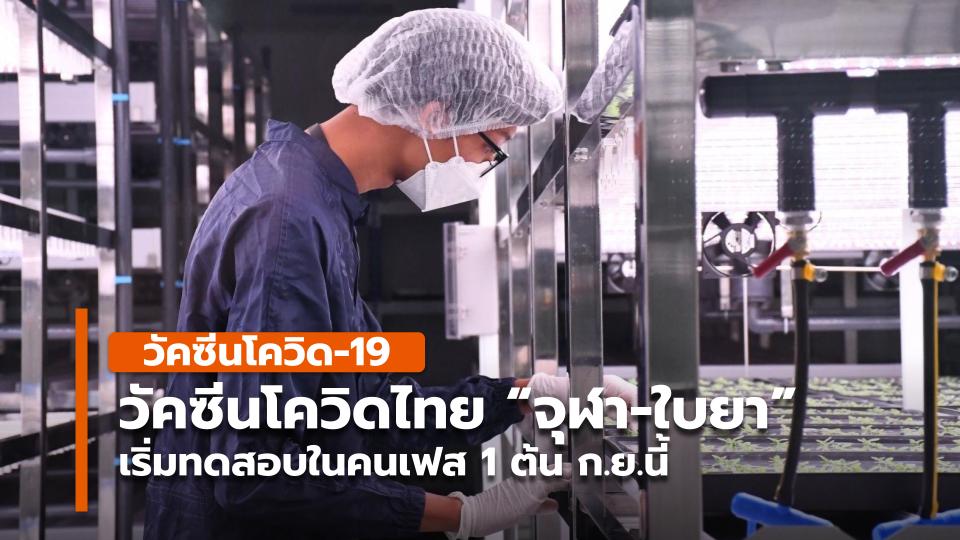 วัคซีนโควิดไทย "จุฬา-ใบยา" เริ่มทดสอบในคนเฟส 1 ต้น ก.ย.นี้ - Vimarsana News
