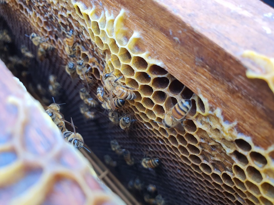 GAP จันทบุรี ผู้เลี้ยงผึ้ง สมาคมผึ้งเอเชีย เลี้ยงผึ้ง