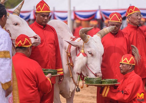 เปิดคำทำนายเสี่ยงทาย 7 อาหาร พระโค พระราชพิธีแรกนาขวัญ