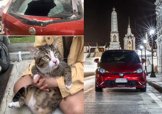 เลขทะเบียนรถที่น้องแมวอ้วนตกใส่ แมวอ้วนชิฟู แมวอ้วนตกจากคอนโดใส่รถ