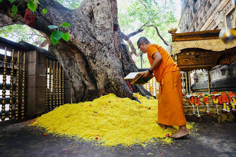 ต้นพระศรีมหาโพธิ์