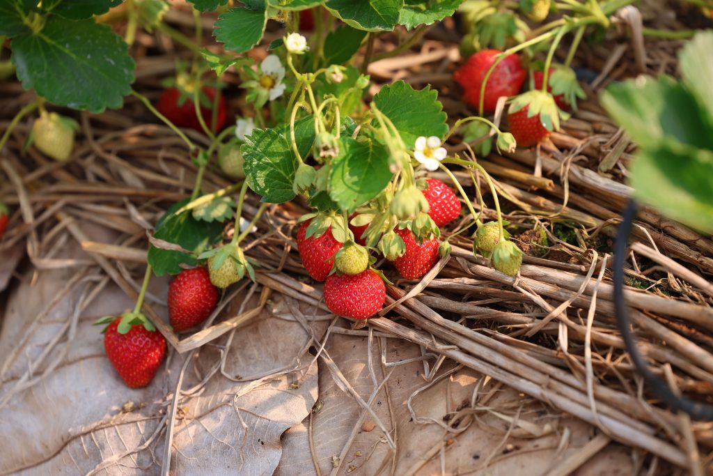 คณะนักวิจัย บริษัท ดอยคำผลิตภัณฑ์อาหาร จำกัด ค้นพบ เชื้อไวรัส strawberry latent ringspot virus (SLRSV) และ strawberry crinkle virus (SCV)