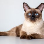 แมววิเชียรมาศ