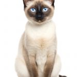 แมววิเชียรมาศ