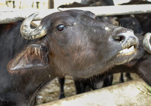 อานิสงส์ ไถ่ชีวิตโคกระบือ ไถ่ชีวิตโคกระบือ ได้บุญอย่างไร