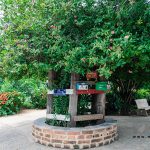 ต้นเข็มโบราณ