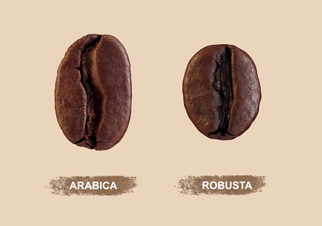 กาแฟอาราบิก้า กาแฟโรบัสต้า สายพันธุ์กาแฟ