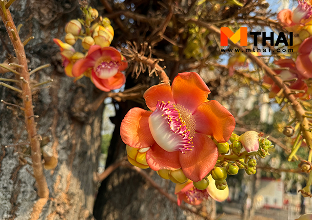 ต้นสาละเกี่ยวอะไรกับพระพุทธเจ้า พุทธประวัติ ไม้มงคล