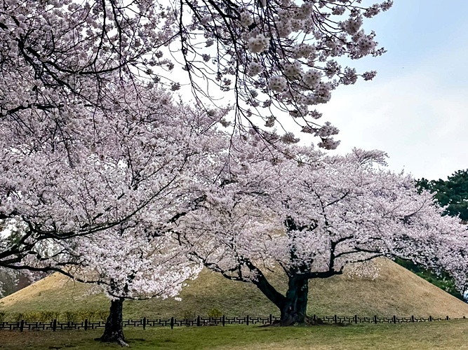 ktc พ็อตก็อต ฮีลใจ เกาหลี