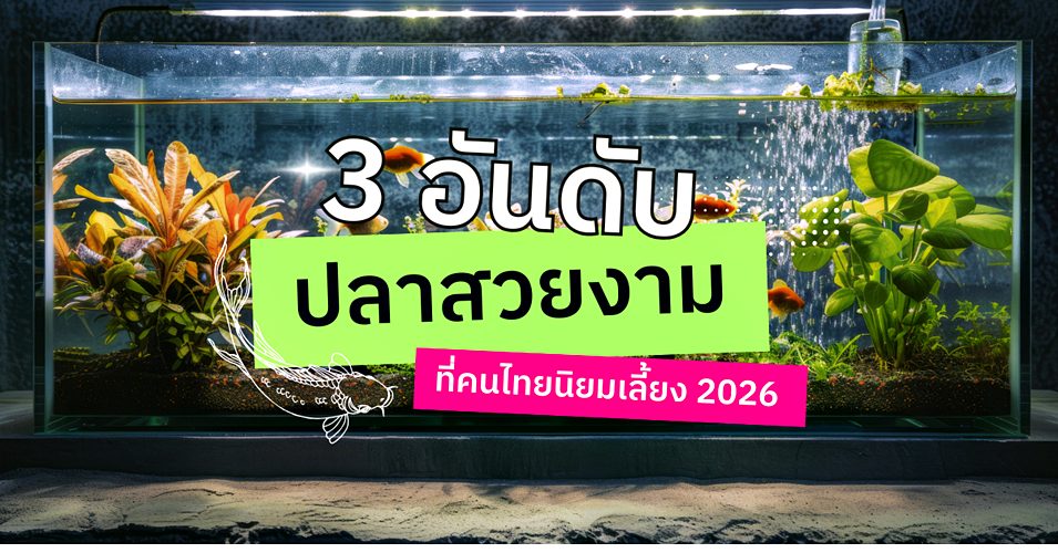 ปลากัด ปลาทอง ปลาสวยงาม ปลาหางนกยูง อาหารปลาซากุระ
